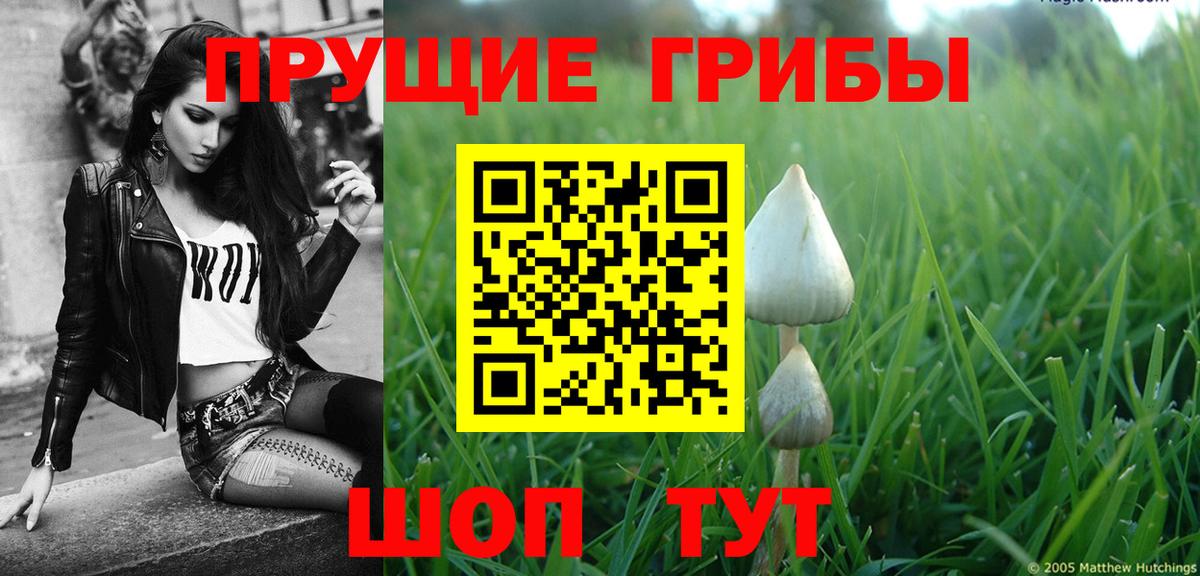 Галлюциногенные грибы Cubensis Усть-Джегута